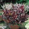 Garden Goods Direct Shrubs Leucothoe Scarletta