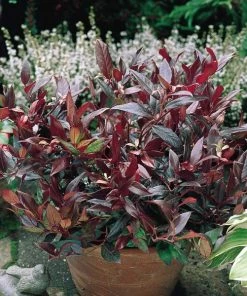 Garden Goods Direct Shrubs Leucothoe Scarletta
