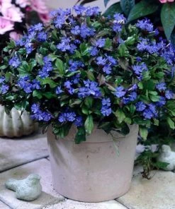 Garden Goods Direct Perennials Ceratostigma Plumbaginoides