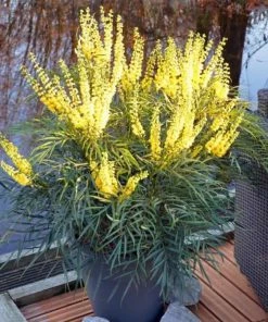 Garden Goods Direct Shrubs Soft Caress Mahonia
