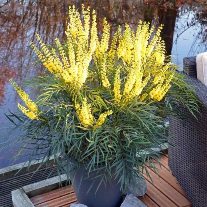 Garden Goods Direct Shrubs Soft Caress Mahonia 1 Garden Goods Direct Shrubs Soft Caress Mahonia