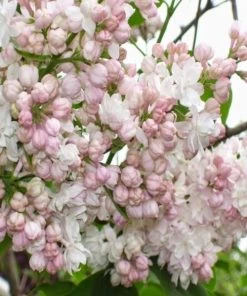 Garden Goods Direct Beauty Of Moscow Lilac Shrubs