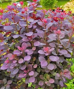 Garden Goods Direct Royal Purple Smoke Tree Trees
