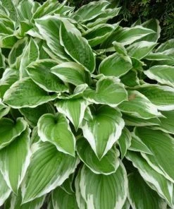 Garden Goods Direct Perennials Hosta Albomarginata