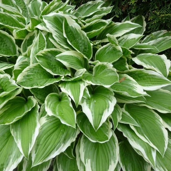 Garden Goods Direct Perennials Hosta Albomarginata 2 Garden Goods Direct Perennials Hosta Albomarginata