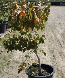 Garden Goods Direct Tanenashi Persimmon Tree Fruit & Nut