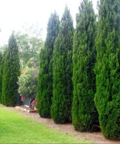 Garden Goods Direct Trees Spartan Juniper