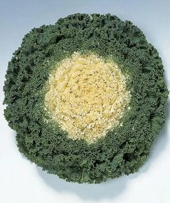 Garden Goods Direct Kale Kamome White