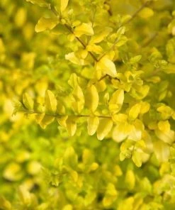 Garden Goods Direct Sunshine Ligustrum