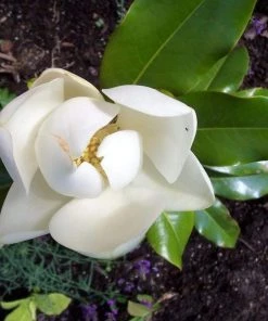 Garden Goods Direct Trees Magnolia Bracken's Brown Beauty 7 Garden Goods Direct Trees Magnolia Bracken's Brown Beauty