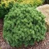 Garden Goods Direct Dwarf Mugo Pine Shrubs