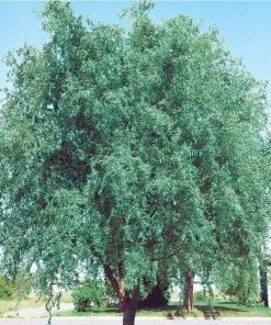 Garden Goods Direct Corkscrew Willow Trees