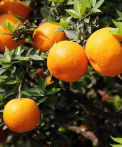 Garden Goods Direct Trees Orlando Tangelo Tree