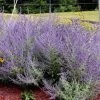 Garden Goods Direct Russian Sage Perennials