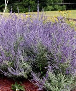 Garden Goods Direct Russian Sage Perennials