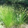 Garden Goods Direct Juncus Effusus Perennials