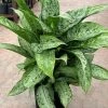 Garden Goods Direct House Plants Dieffenbachia Memoria Corsii