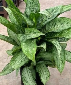 Garden Goods Direct House Plants Dieffenbachia Memoria Corsii