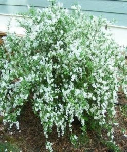 Garden Goods Direct Deutzia Nikko Shrubs