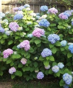 Garden Goods Direct Nikko Blue Hydrangea Shrubs