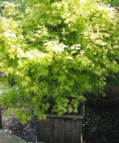 Garden Goods Direct Orange Dream Japanese Maple Trees