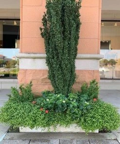 Garden Goods Direct Shrubs Sky Pencil Holly