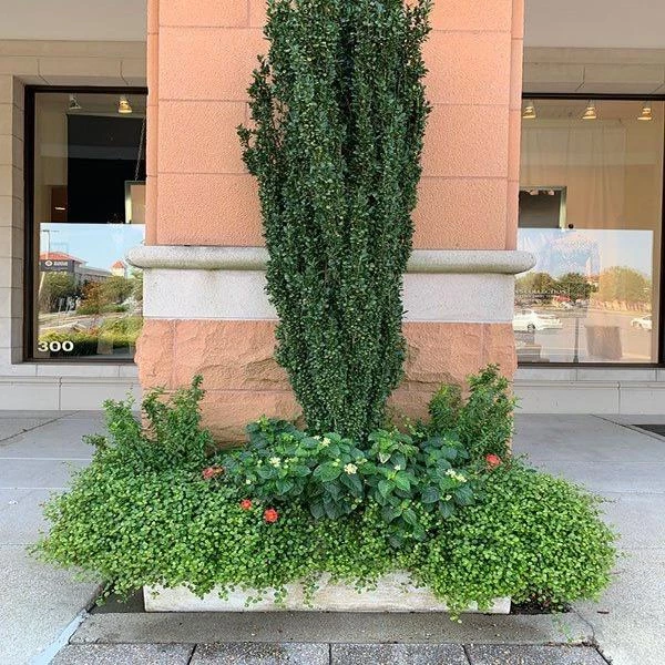 Garden Goods Direct Shrubs Sky Pencil Holly 2 Garden Goods Direct Shrubs Sky Pencil Holly