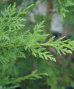 Garden Goods Direct Leyland Cypress