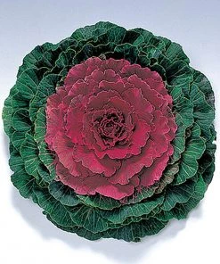 Garden Goods Direct Annuals Pigeon Red Flowering Kale