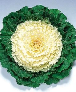 Garden Goods Direct Pigeon White Flowering Kale