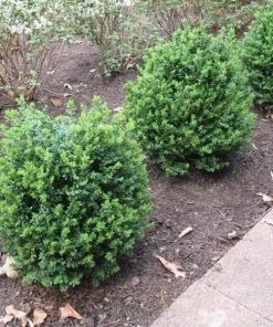 Garden Goods Direct Shrubs Green Ice Boxwood