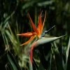 Garden Goods Direct Orange Bird Of Paradise