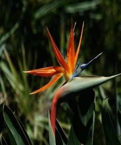 Garden Goods Direct Orange Bird Of Paradise