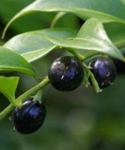 Garden Goods Direct Sarcococca Hookeriana Shrubs