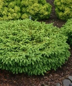 Garden Goods Direct Birds Nest Spruce