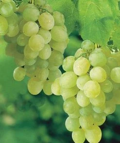 Garden Goods Direct Fruit & Nut Thompson Seedless Grape Vine
