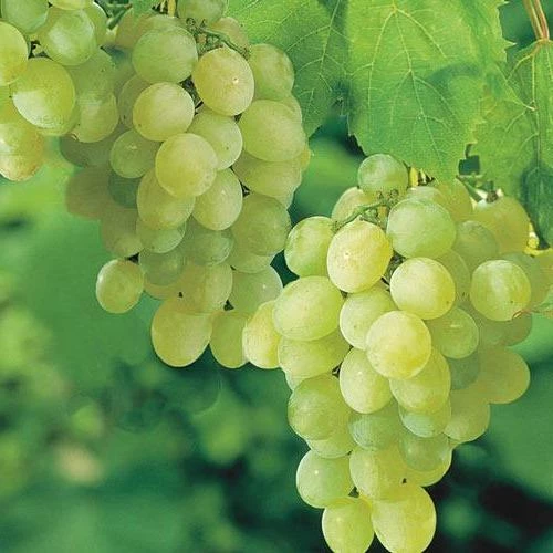 Garden Goods Direct Fruit & Nut Thompson Seedless Grape Vine 1 Garden Goods Direct Fruit & Nut Thompson Seedless Grape Vine