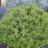 Garden Goods Direct Shrubs Radiance Abelia