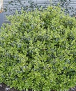 Garden Goods Direct Shrubs Radiance Abelia