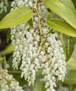 Garden Goods Direct Leucothoe Girard's Rainbow