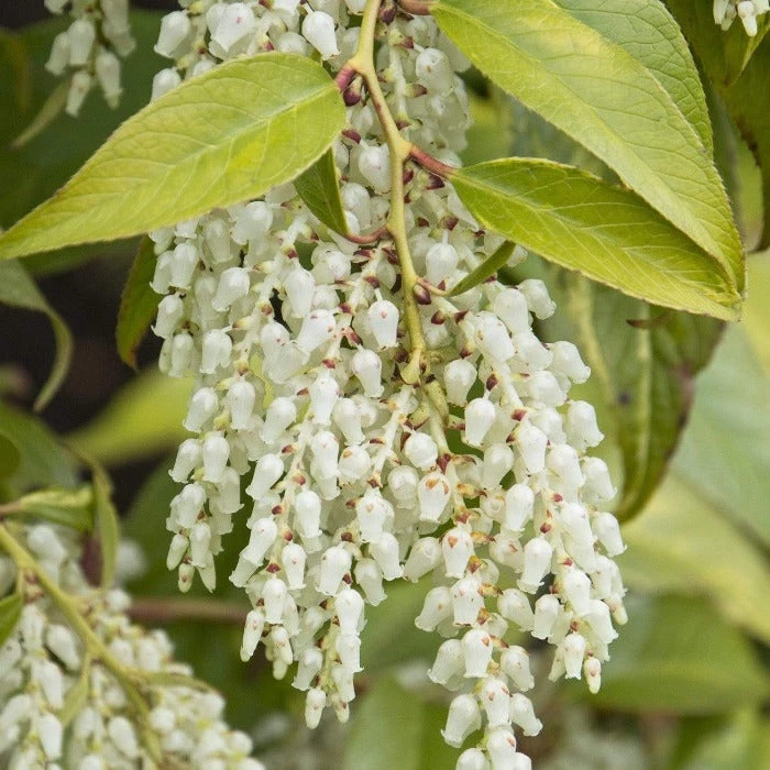 Garden Goods Direct Leucothoe Girard's Rainbow 2 Garden Goods Direct Leucothoe Girard's Rainbow