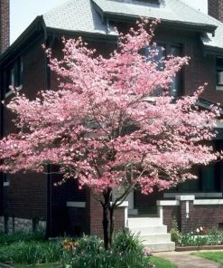 Garden Goods Direct Pink Kousa Dogwood