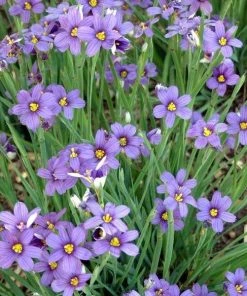 Garden Goods Direct Blue-Eyed Grass Perennials 6 Garden Goods Direct Blue-Eyed Grass Perennials