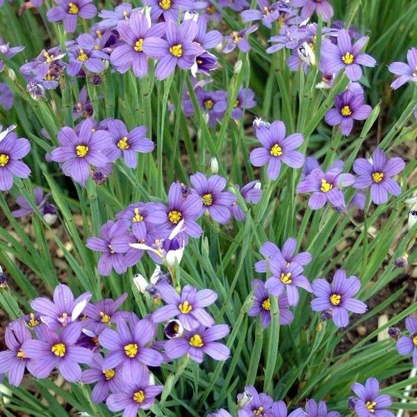 Garden Goods Direct Blue-Eyed Grass Perennials 3 Garden Goods Direct Blue-Eyed Grass Perennials