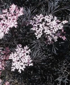 Garden Goods Direct Shrubs Proven Winners® Color Choice® Black Lace® Elderberry