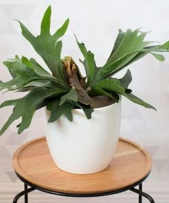 Garden Goods Direct House Plants Staghorn Fern