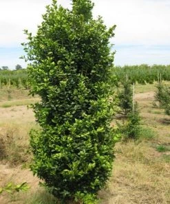 Garden Goods Direct Shrubs Green Pillar Boxwood