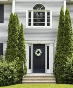 Garden Goods Direct DeGroot's Spire Arborvitae