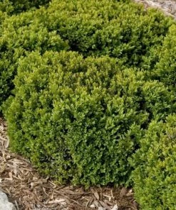 Garden Goods Direct Green Velvet Boxwood Shrubs