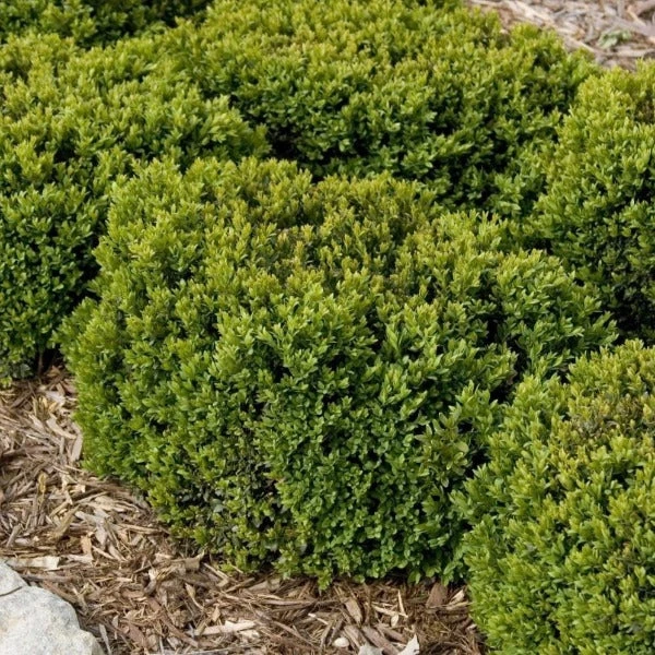 Garden Goods Direct Green Velvet Boxwood Shrubs 2 Garden Goods Direct Green Velvet Boxwood Shrubs